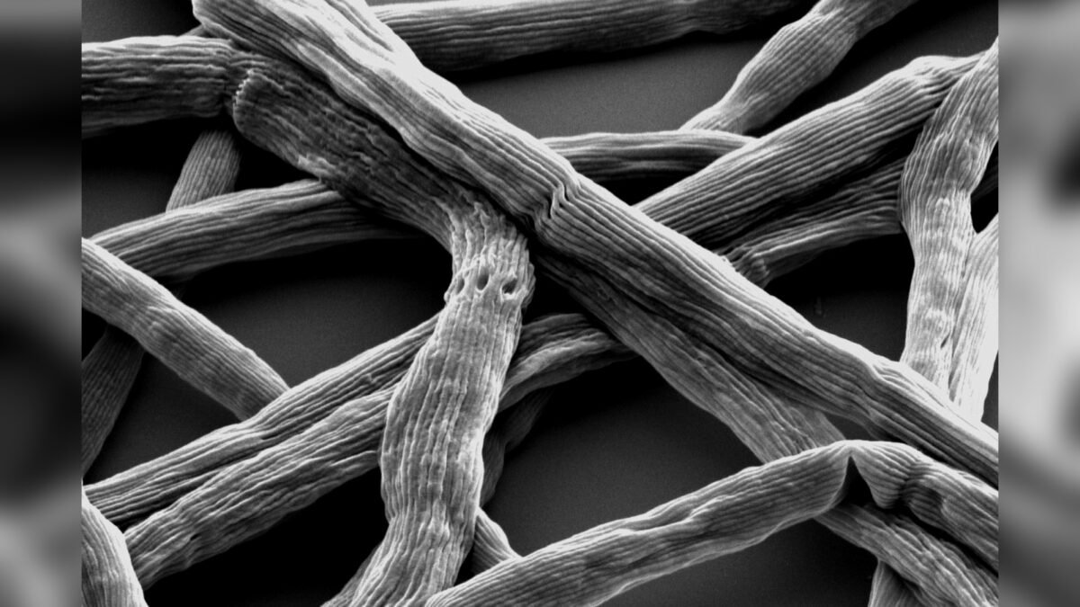 Electron micrograph of cable bacteria filaments (genus Electronema).