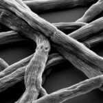 Electron micrograph of cable bacteria filaments (genus Electronema).
