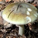 A death cap mushroom (Amanita phalloides) growing among fallen leaves on a forest floor.