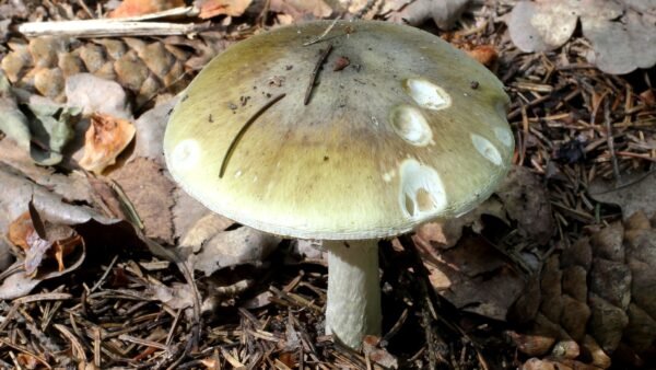 A death cap mushroom (Amanita phalloides) growing among fallen leaves on a forest floor.