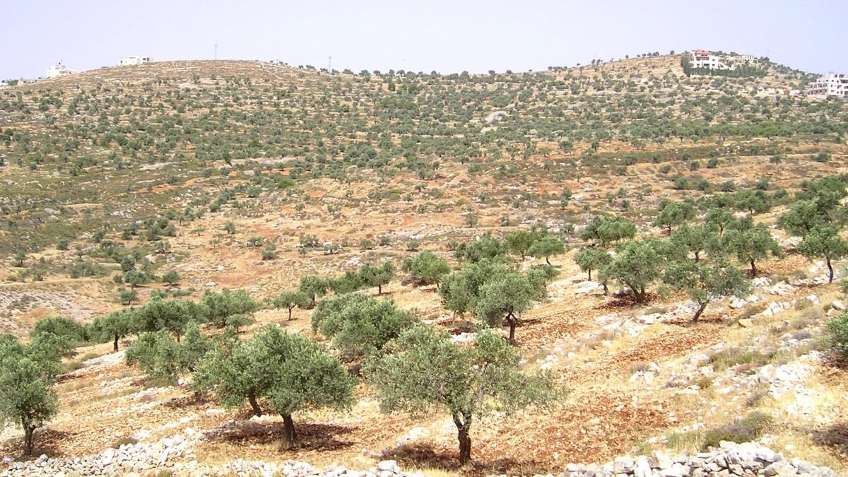 File photo: the olive-covered hills around Taybeh in the West Bank, the village where European diplomats were attacked on 17 October 2026.