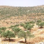 File photo: the olive-covered hills around Taybeh in the West Bank, the village where European diplomats were attacked on 17 October 2026.