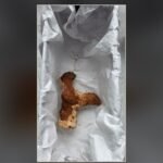 Clay rooster-shaped rattle recovered from the 1,800-year-old Roman child's sarcophagus at Tomis, Constanța, Romania